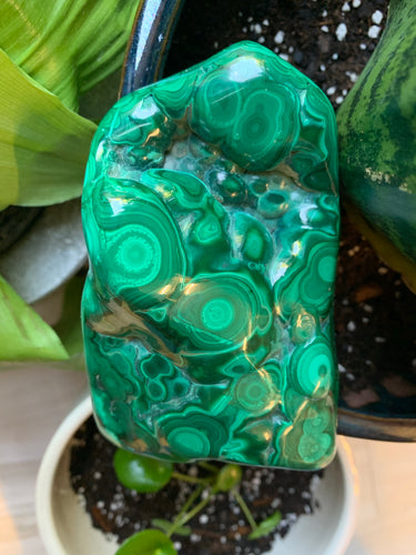 Large Polished Malachite - Confidence + Protection